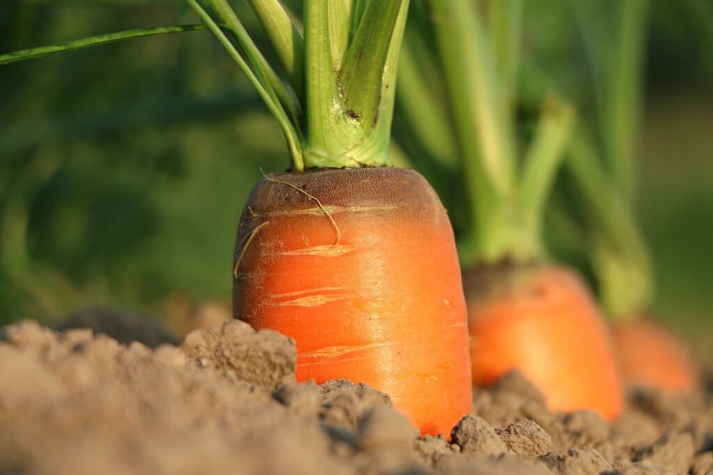 Carrot tops growing out of the ground.