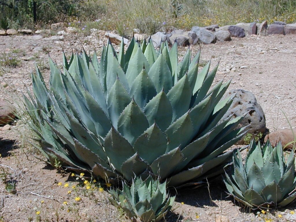 Mature Agave plant in the ground