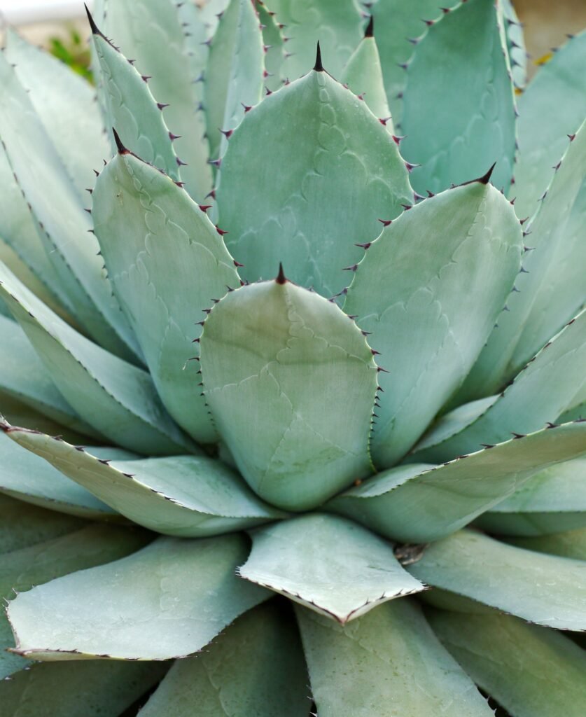 Thorny green Agave leaves