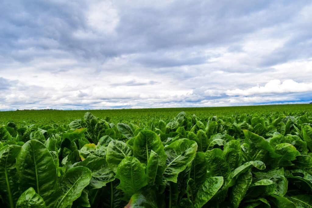 A green field of Romaine lettuce