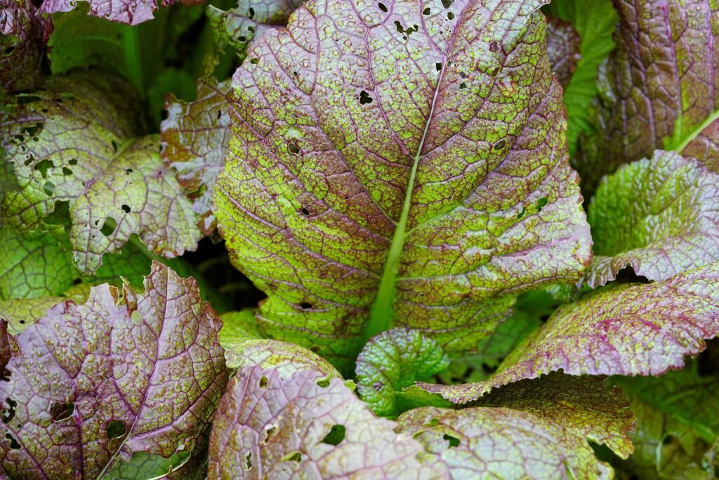 Mustard Green leaves still in the ground