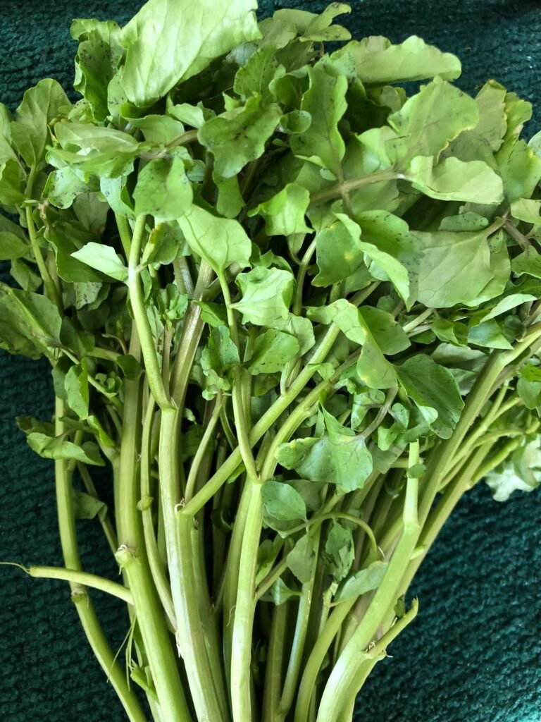 Newly harvested green Watercress