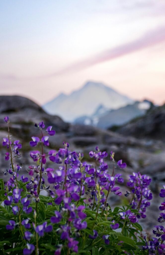 Wild violets with mountains in the background