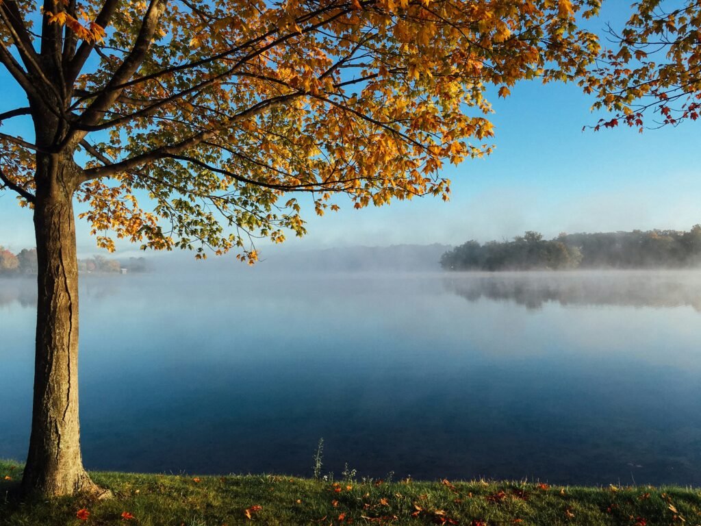 Sugar Maple tree in the Fall overlooking a misty lake