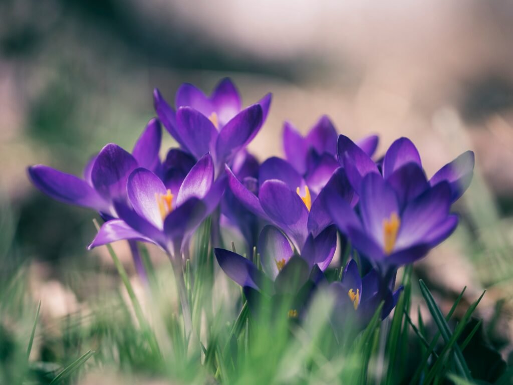 Purple violets growing in the wild