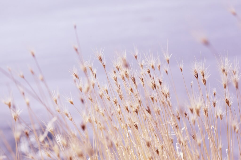 Bear grass clusters growing in the wild