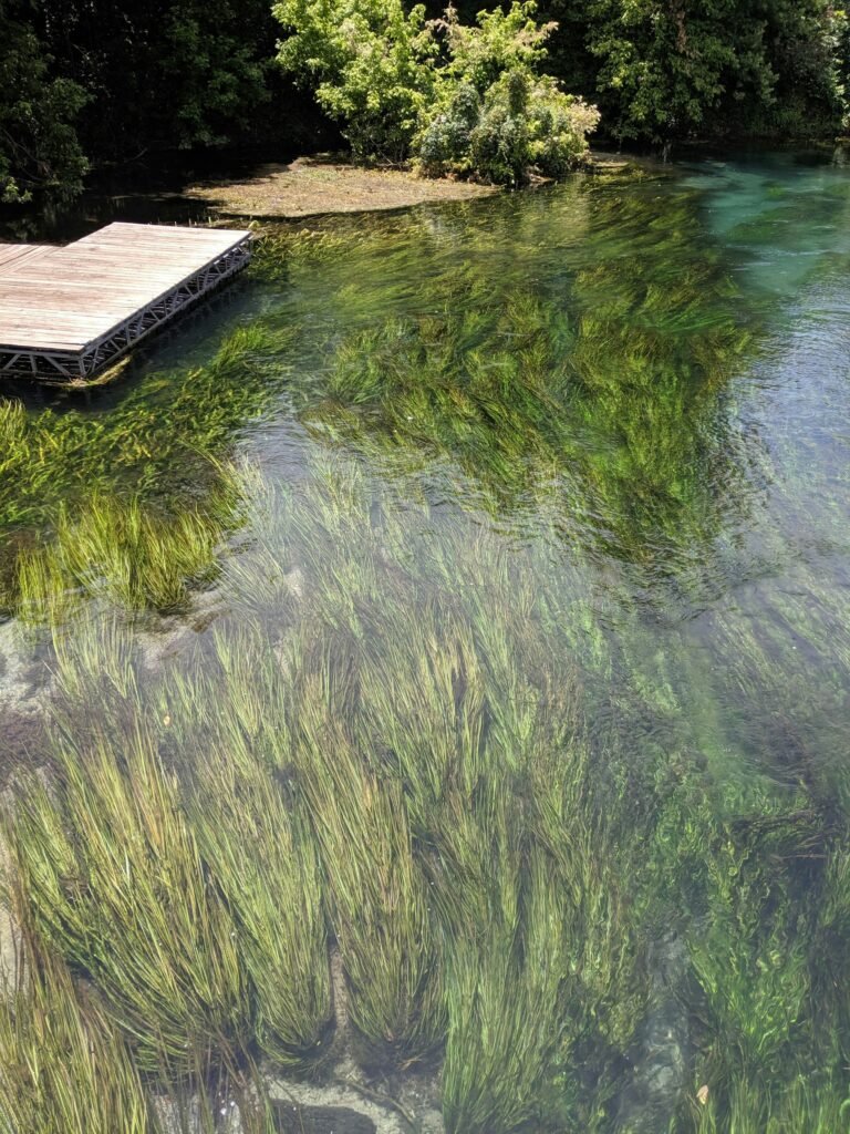 Rice patty's emerging from the water