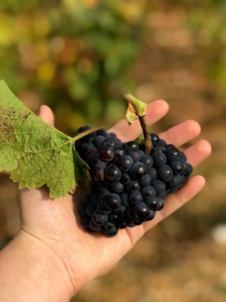 Dark purple bunch of muscadine grapes in the palm of a hand