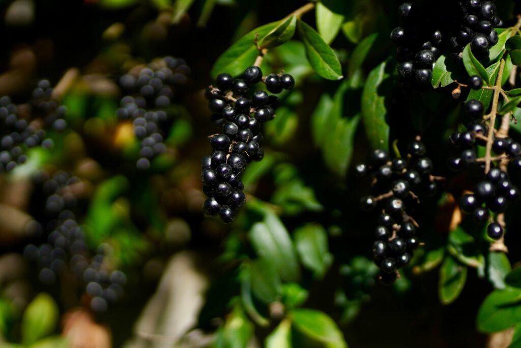 Dark purple muscadine grapes hanging from the vine