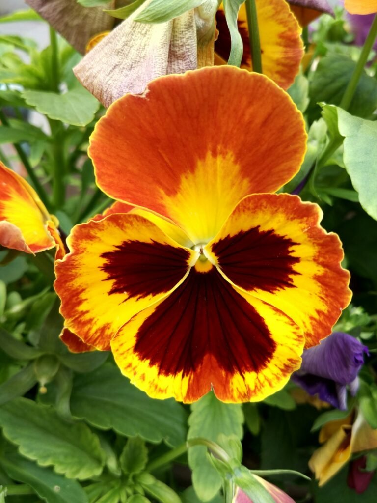 Orange and red heartsease