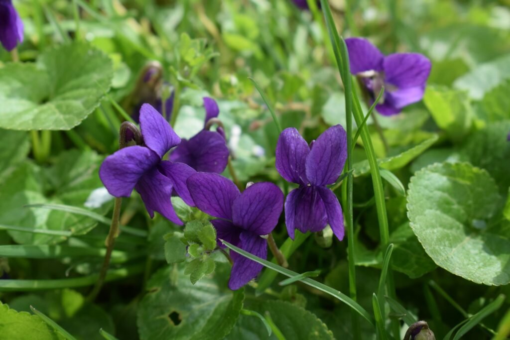 Deep purple violet flowers