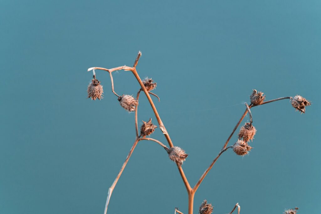 Cocklebur buds dangling from the plant