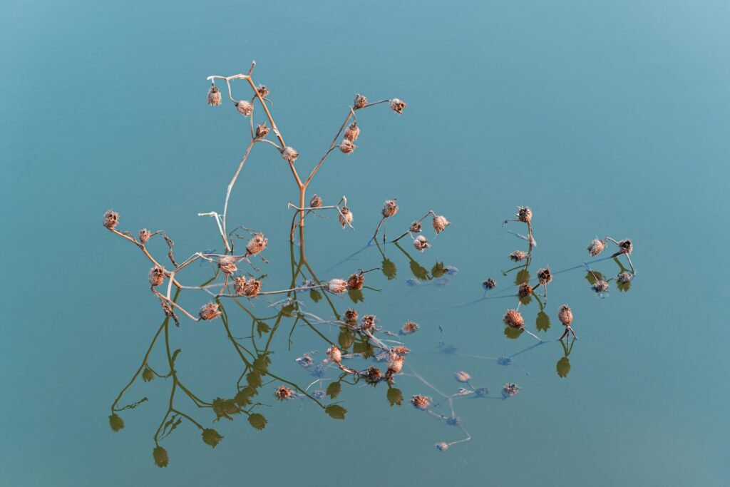 Cocklebur plant growing out of the water