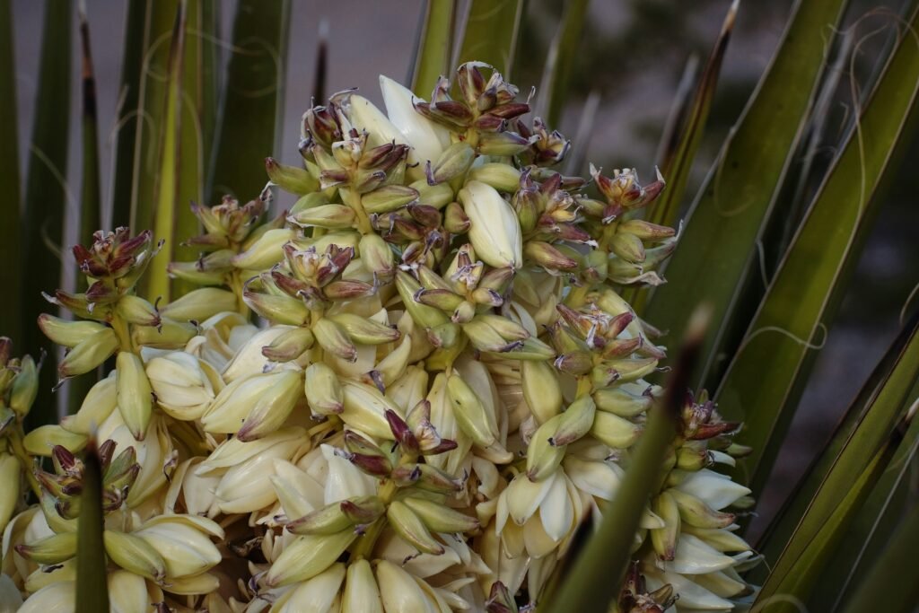 Banana yucca plant in bloom