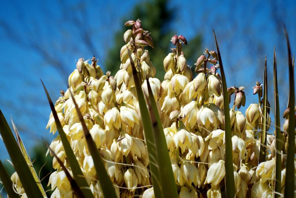 Banana Yucca flowers in the wild