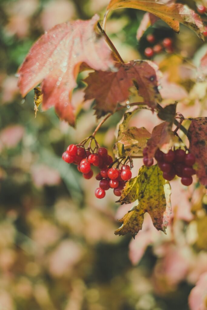 Cranberries on the bush