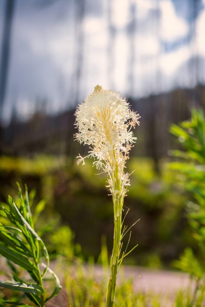 Bear grass plant in the sun