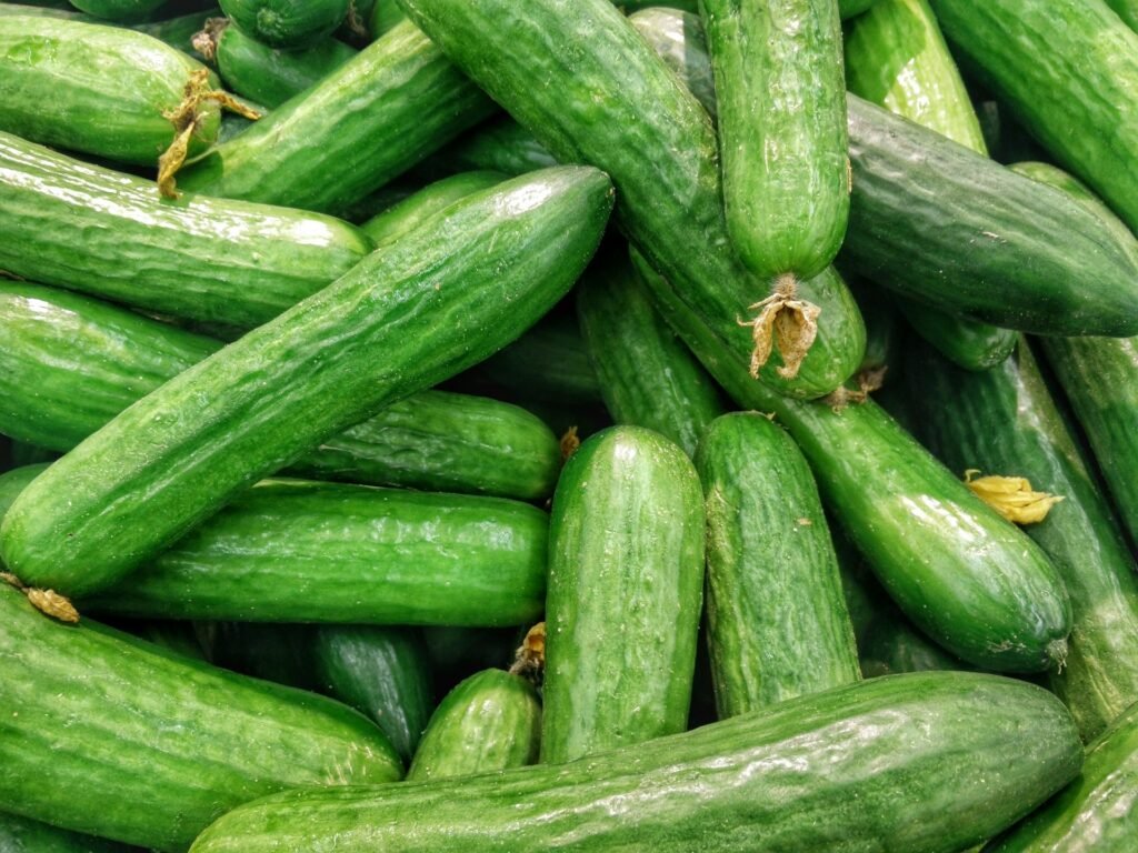 Freshly harvested green cucumbers