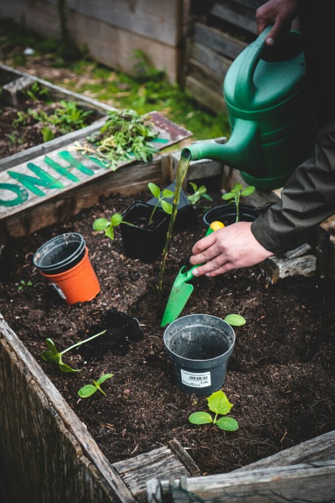 Various companion plants being hand watered 