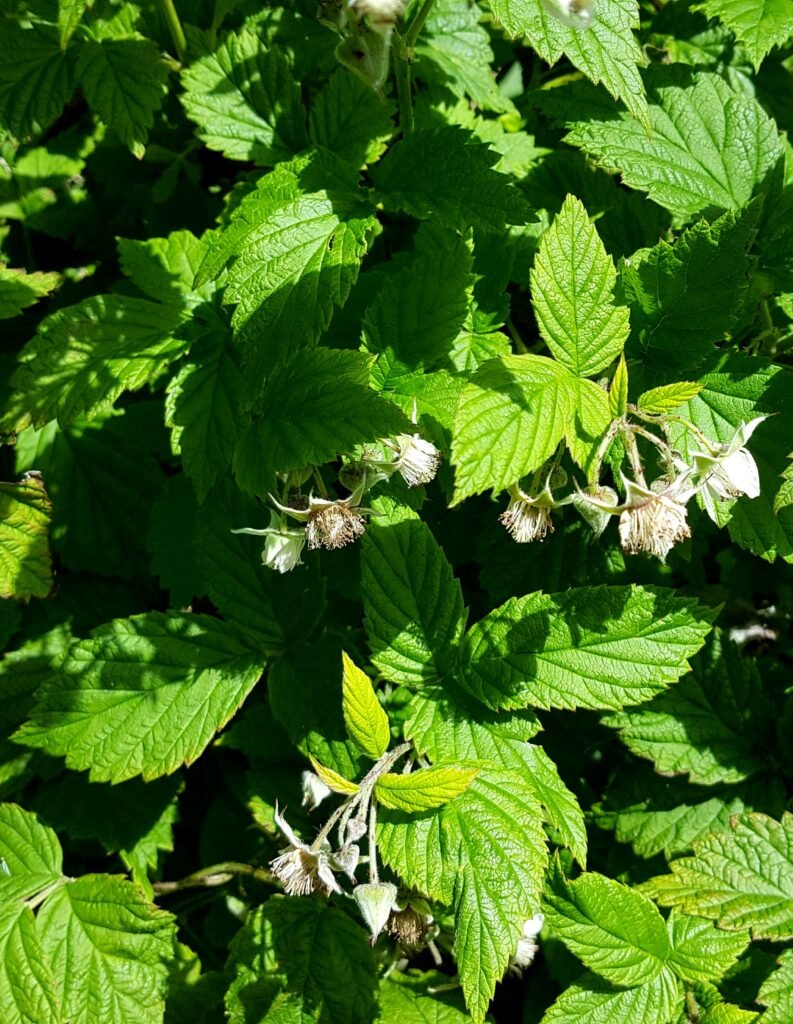 Green mint leaves in the wild