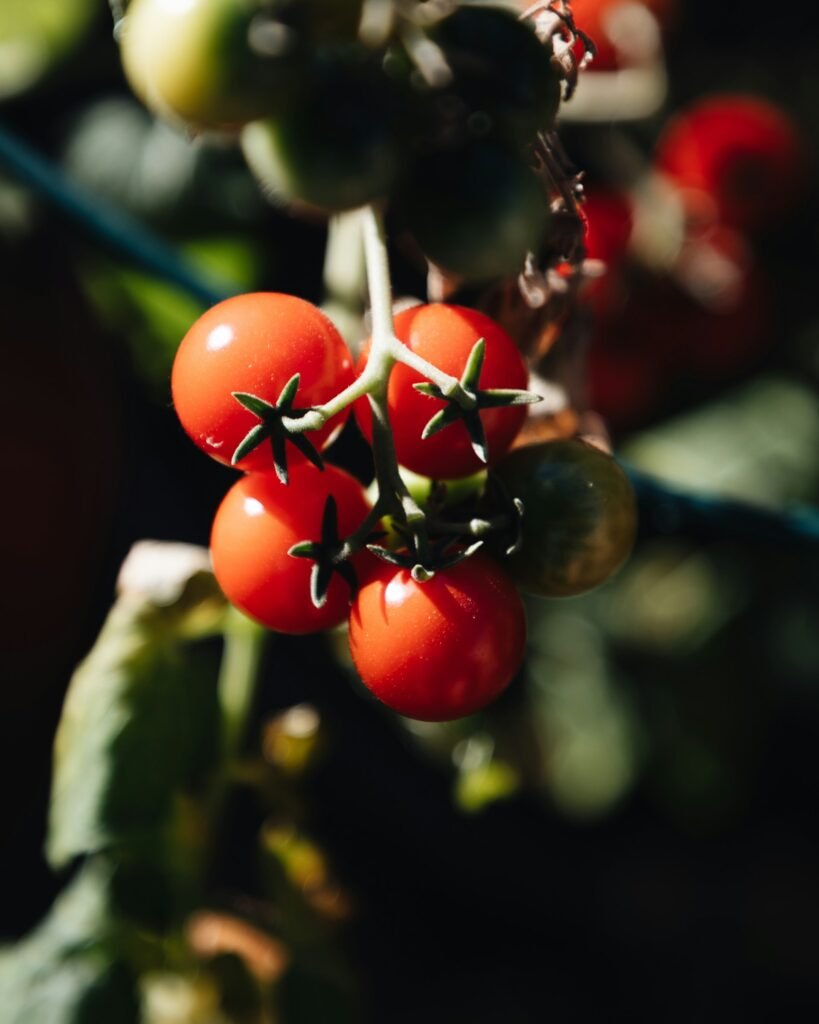 Cluster of tomatoes on a the vine